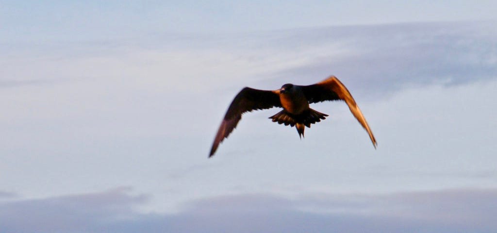 An arctic Skua approaching the author from the air just before diving to strike his head.