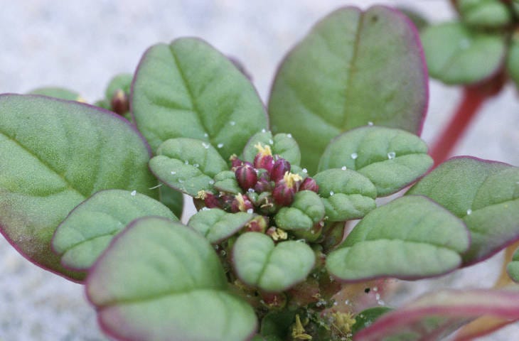 small yellow flowers are almost visible in the center of the plant