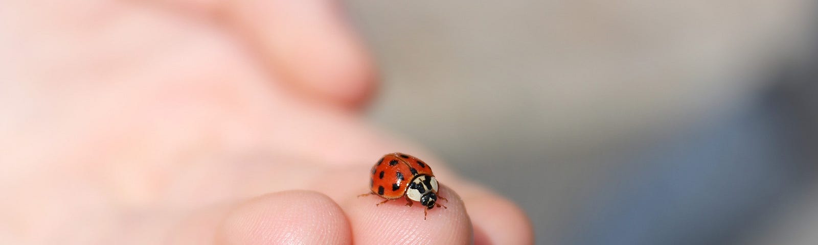 An outstretched hand with a ladybird on the tip of the middle finger.