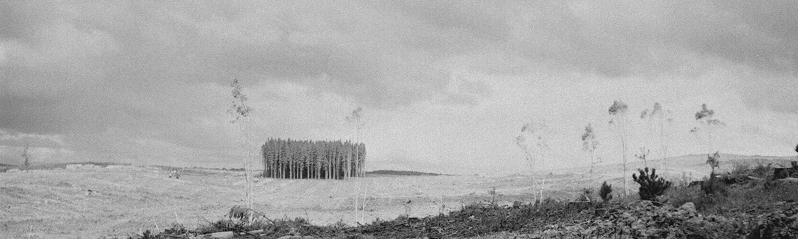 A black-and-white photograph of a timber plantation against an overcast sky. Most of the trees have been cut down. The remaining trees look small in this desolate landscape.