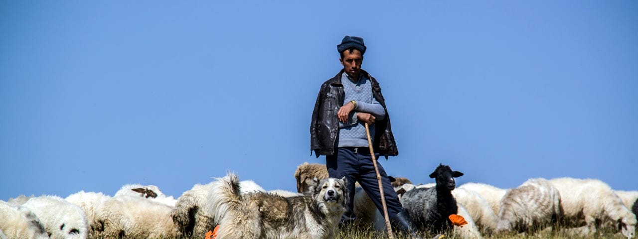 A shepherd out with his sheep and dog