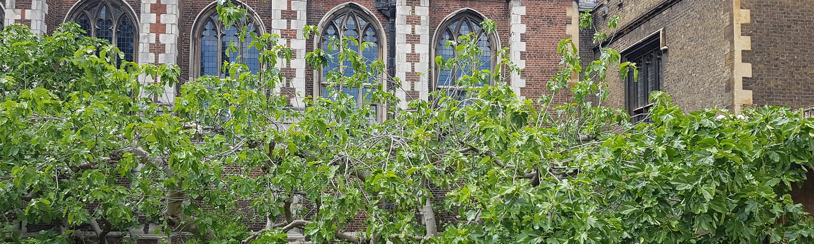 A sprawling low-lying tree against a wall with arched windows in it