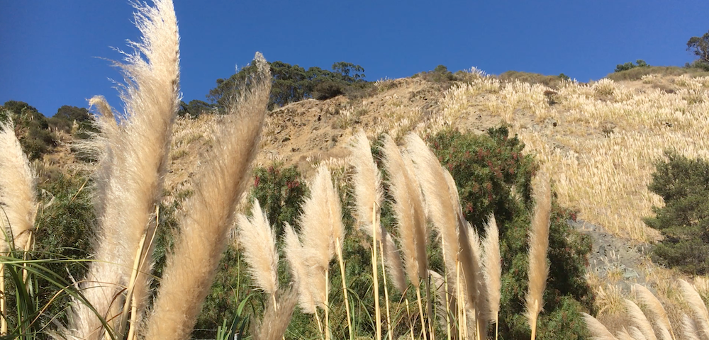 Wild pampas grass waving in the warm October wind of California. Photograph by Karine Schomer.