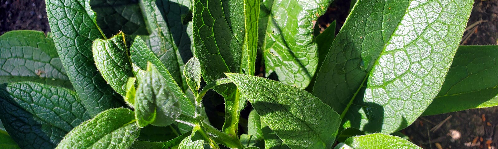 Closeup view of a comfrey plant