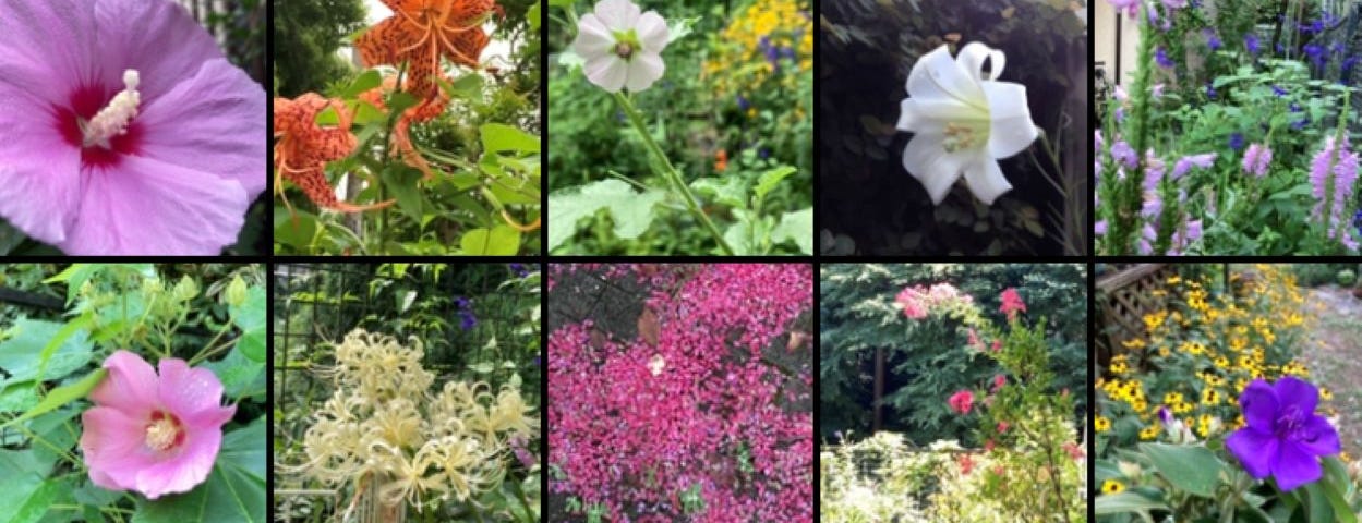 A collage of many of the flowers that bloomed in my yard this year. A blessing.