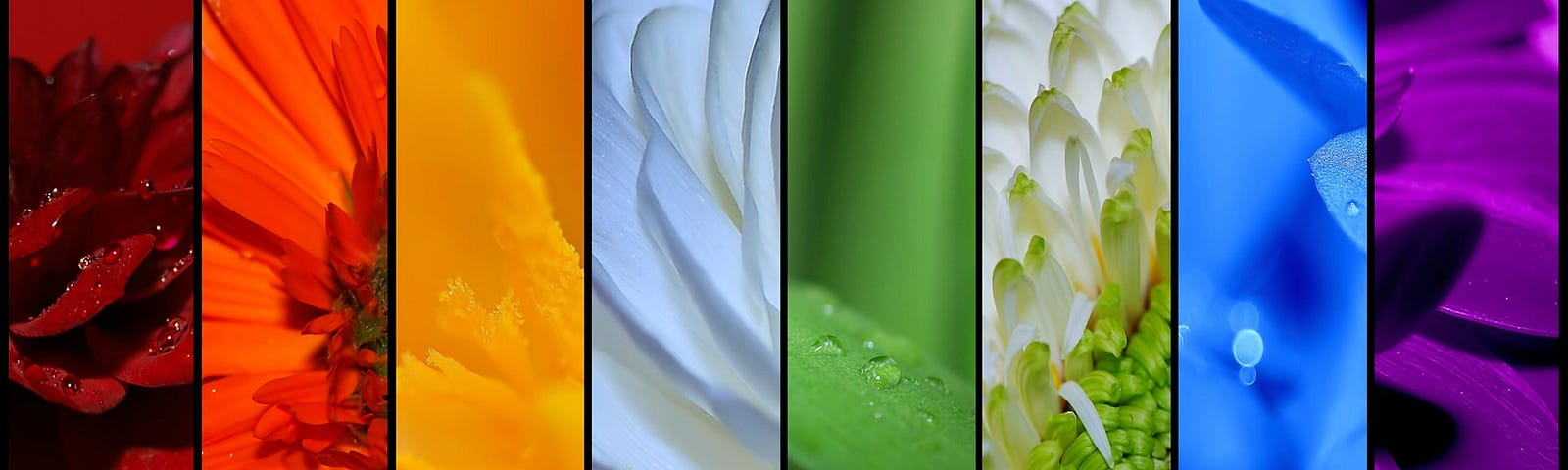 A panel of eight vertical coloured sections of floral photographs.