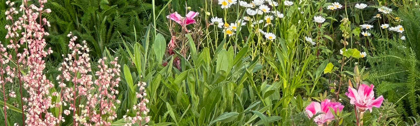 Wildflowers, stalks of light pink small flowers on left, pink and white striped flowers on right, small white fowers in the middle backround.