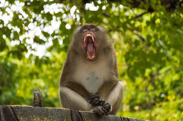 Photo of a yawning monkey