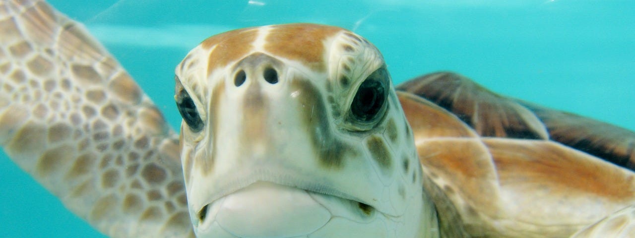 Turtle, underwater, looking into the camera.