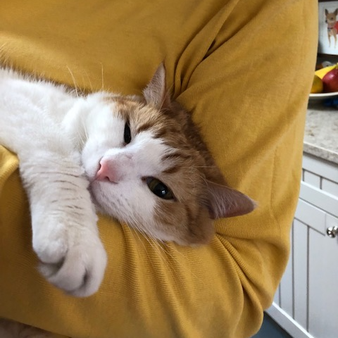 cat cradled in a human’s arms