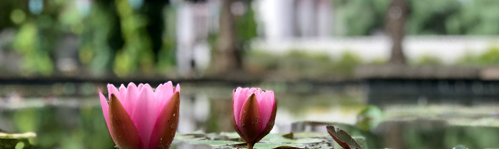 two pink lotus