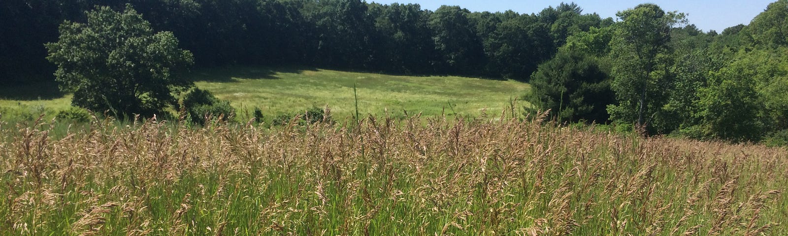 Photo of a field of summer grasses at the Audubon Center in Pomfret, CT. The Foreground included tall rye grasses that receed to the dark tree line in the distance under a cloudless blue sky.