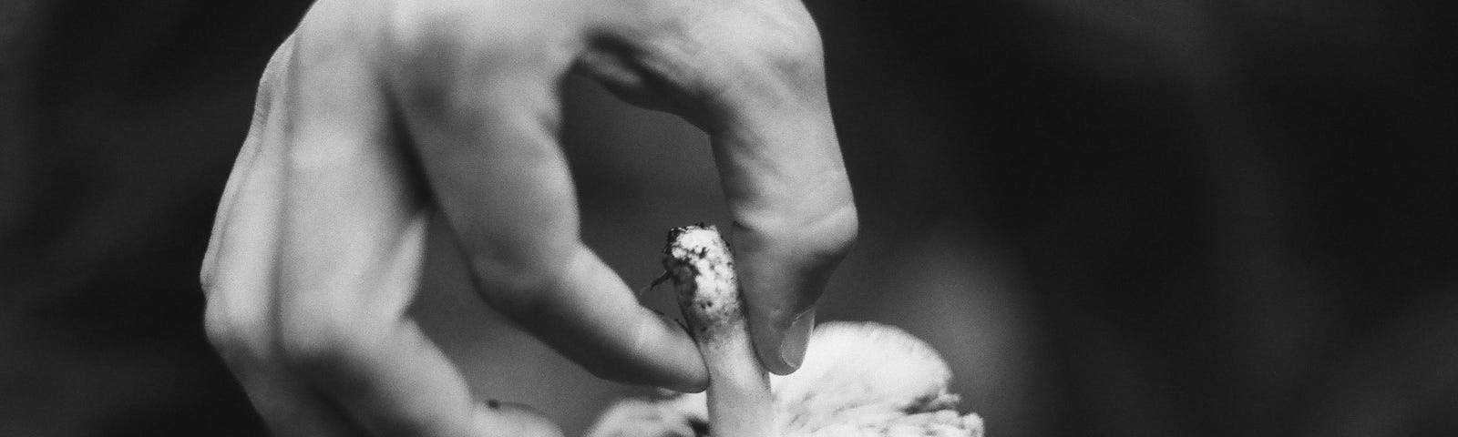 A hand holding a false chanterelle upside-down between the index finger and thumb.