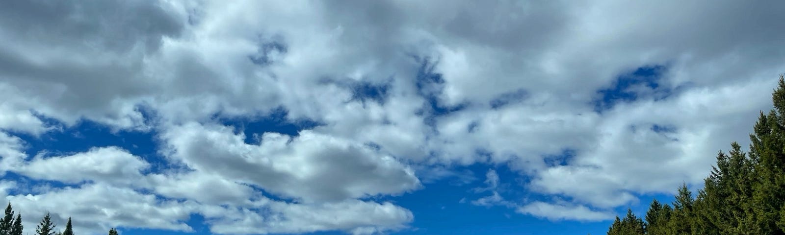 an empty highway in Canada: blue sky with white clouds and on both sides pine trees