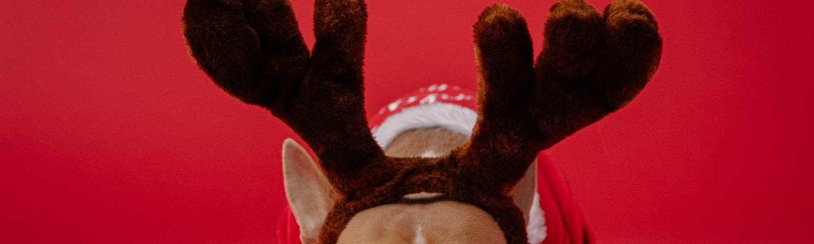 Pug dog with reindeer antlers.