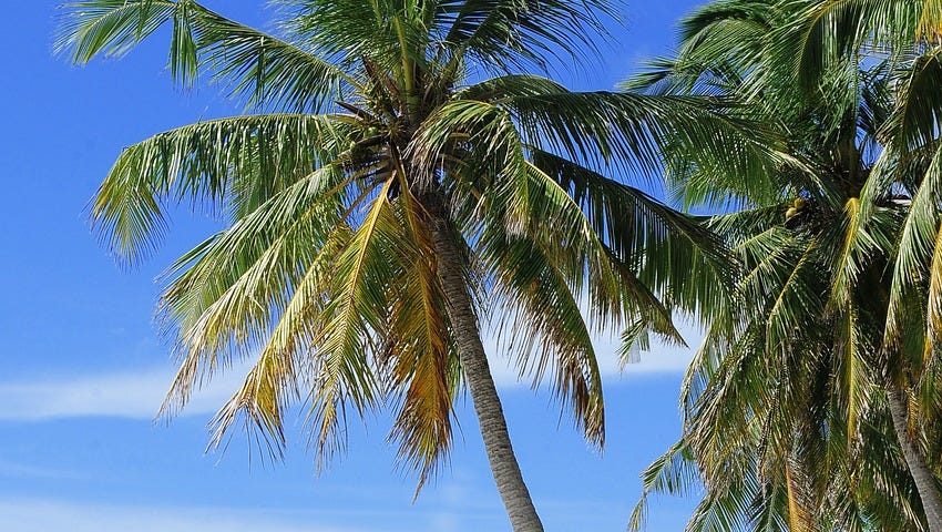 White sand, turquoise water and a single plam tree.