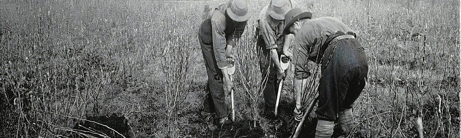 Black & white pic of three men harvesting trees for export at the C.J. Goodman Fruit Tree Nursery.