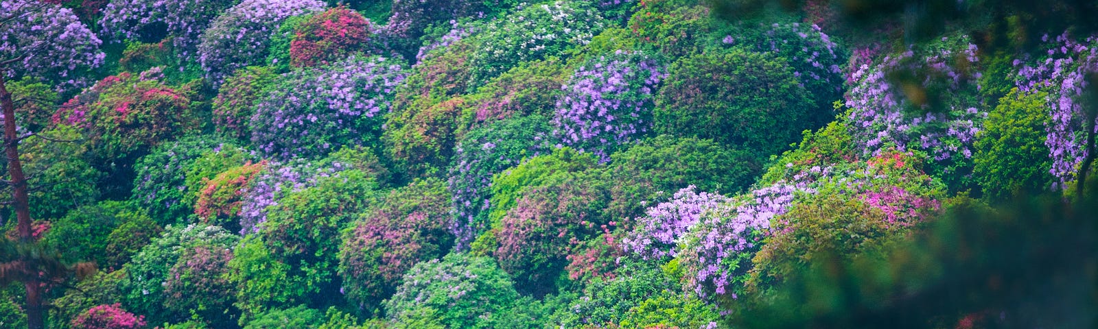 A pathway through a ravine of flowering bushes. A nun stands on the pathway.