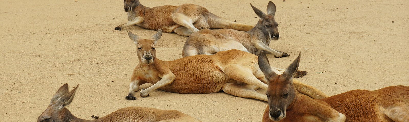 Five Kangaroos lazing on the beach