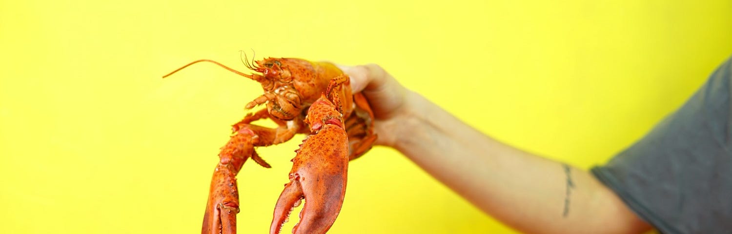 Lobster being held in front of yellow background.