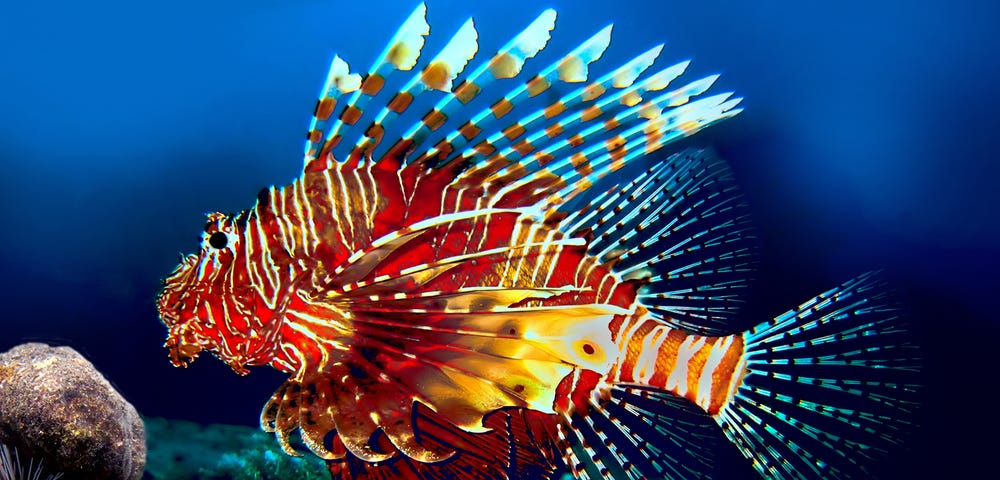 Picture of a lionfish