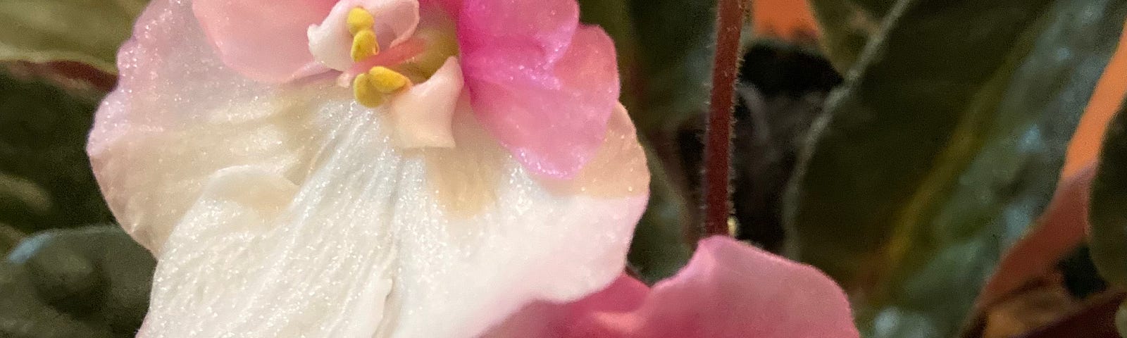 photo of an African violet plant with pink and white flowers