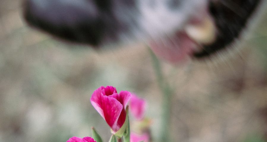 A dog smelling a rose colored flower