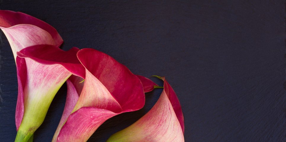 Pink Calla lilies on a black background