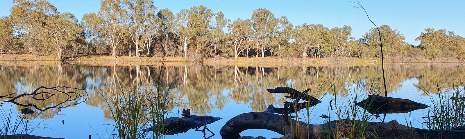 A serene river landscape with gum trees in the background and logs in foreground