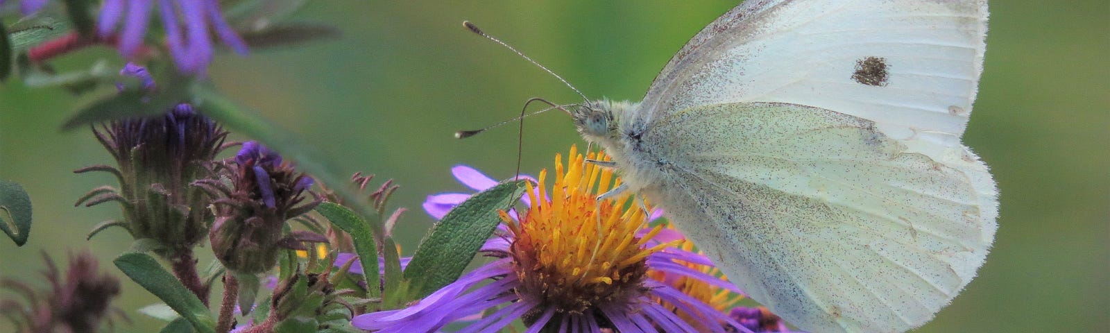 A white cabbage butterfly sipping nectar from a purple aster.