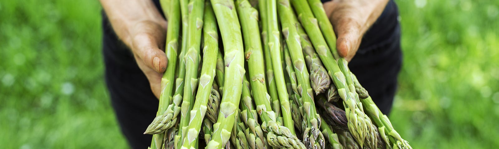 A farmer holding freshly picked asparagus in his hands.