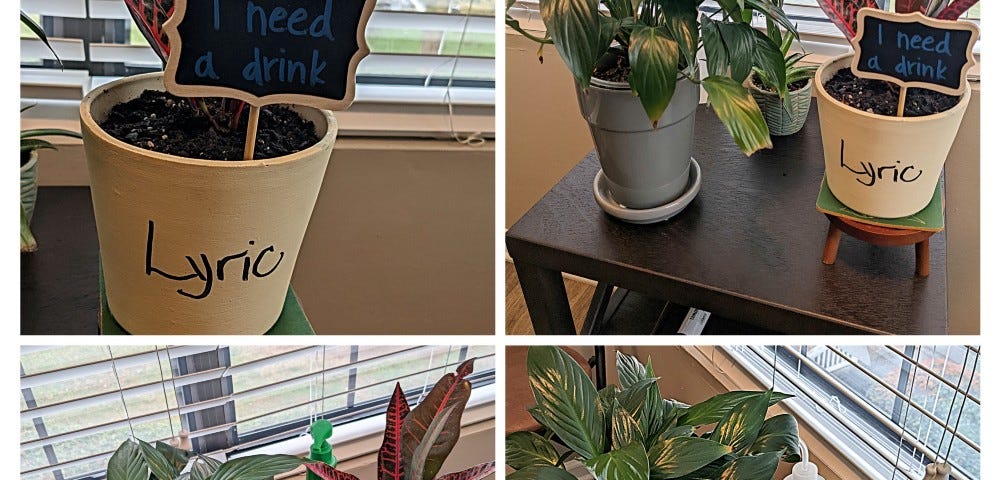 Photo of my plants: Dora, Jupiter, and our newcomer, Lyric. Photo collage credit: Tremaine L. Loadholt
