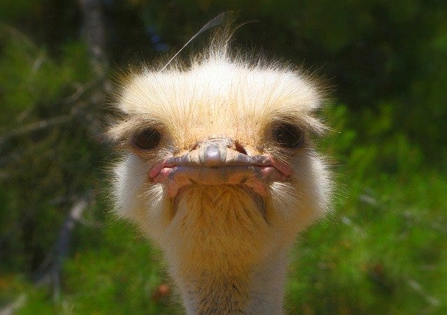 Pouty Ostrich