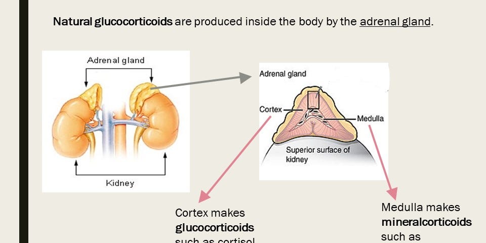 Image description: The image on the left is showing the location of the adrenal gland in relation to the kidneys (CC0). The image on the right shows the cortex and medulla within the adrenal gland (CC-BY-3.0). Both images were retrieved from Wikimedia Commons.