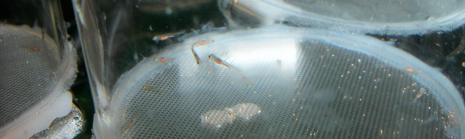 Baby fathead minnows in containers in a lab.