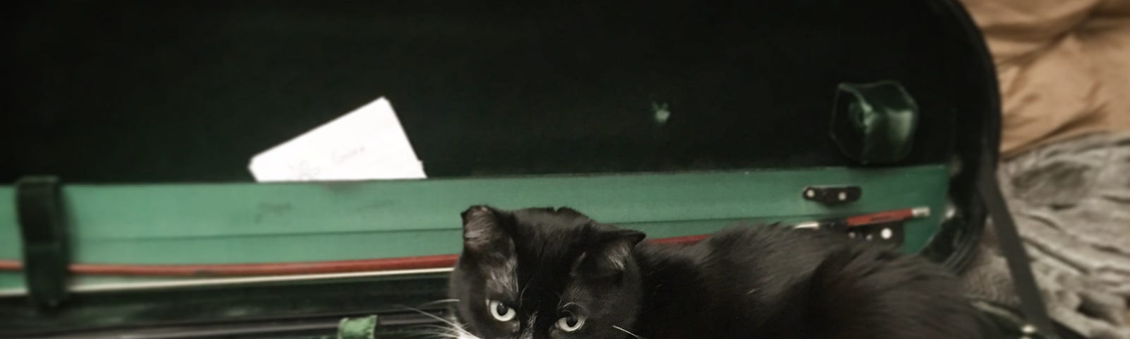 A tuxedo cat sitting in a string instrument case