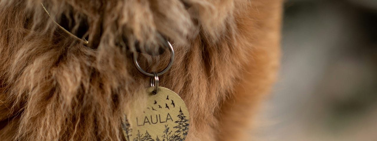 A pet with a name tag