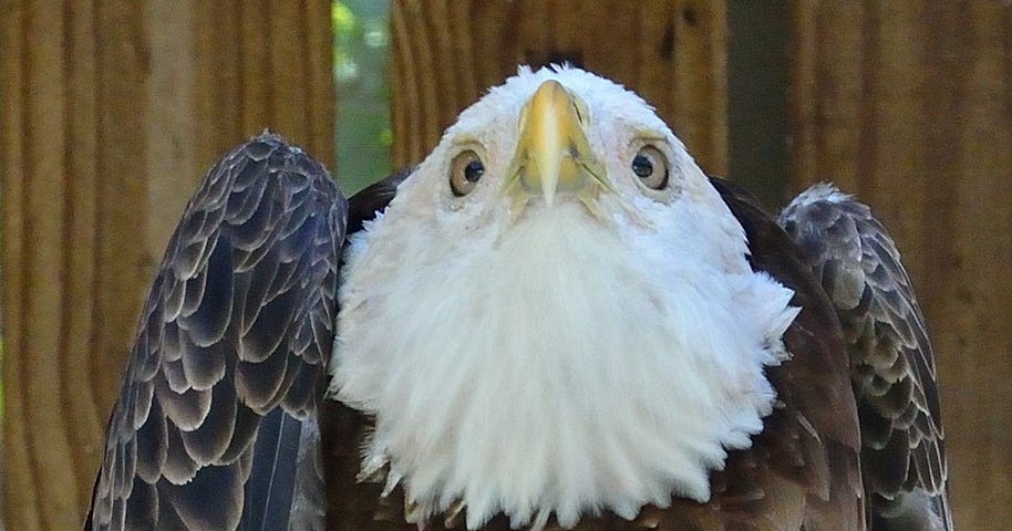 A funny looking, shrugging bird