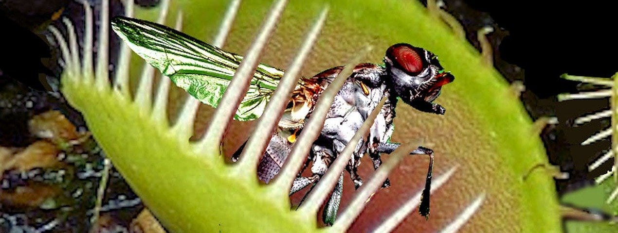Venus flytrap with trapped insect.