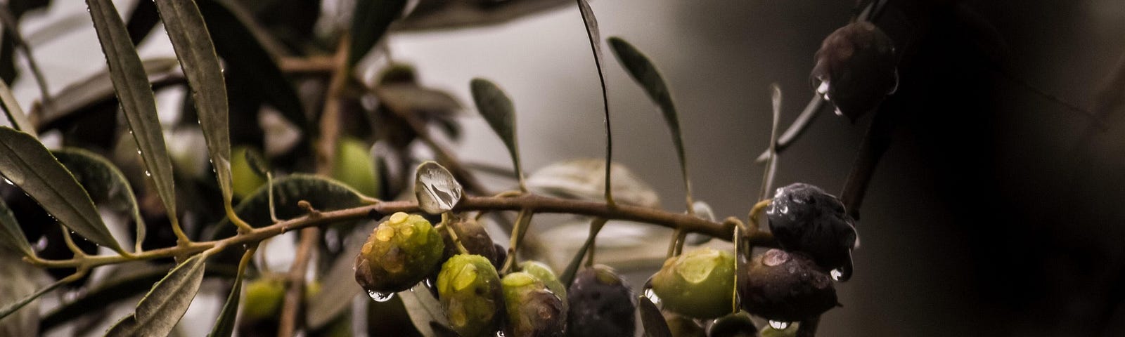 An olive tree with a few ripe and green olives after the rain.