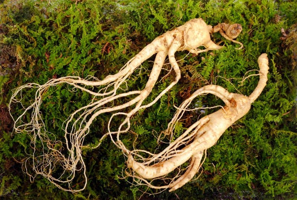 two wild ginseng roots on green moss