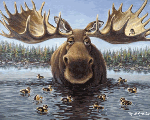 Animated Gif image of a moose chewing its cud while standing in the water surrounded by ducks.
