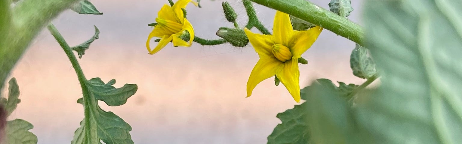 Two yellow tomato blossoms against dark green leaves.