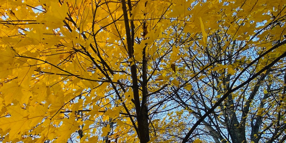 Yellow leaves on a black barked tree with blue sky in the background.