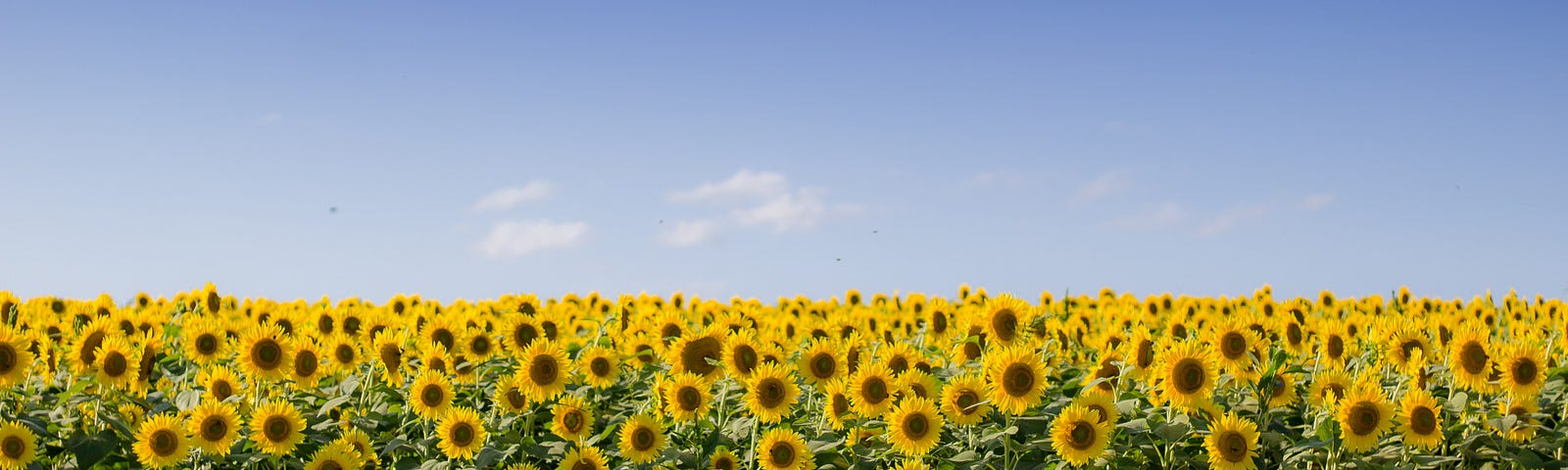 Beautiful sunflower field with a clear blue sky.