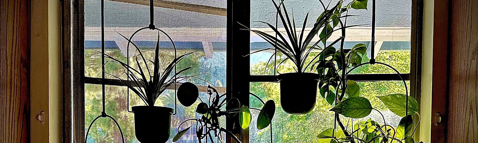 Window with hanging plants in it.