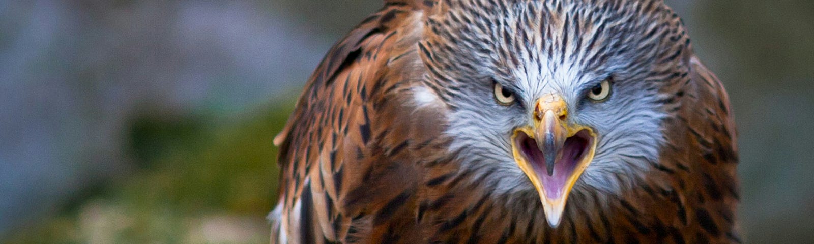 Black and brown angry, menacing bird with piercing eyes and beak wide open.