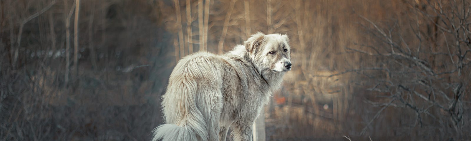 An image of a sad dog — maybe it feels how life has fallen apart?