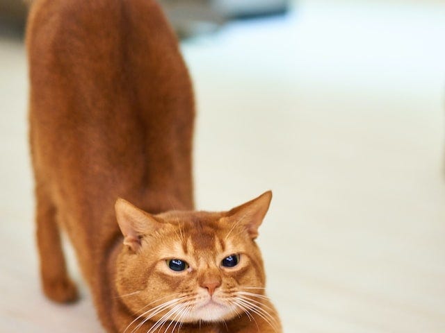 Orange cat stretches her front legs