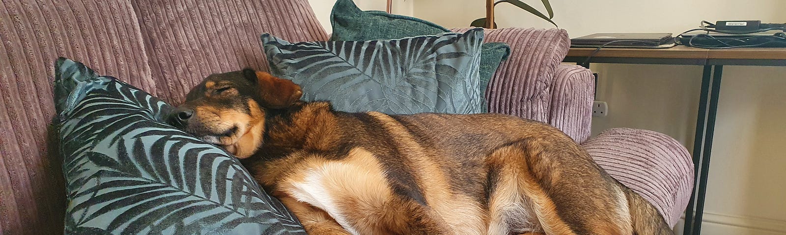 a dog sleeping on sofa on green cushions